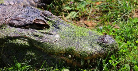 Téléchargez les photos : Alligator est un crocodilien du genre Alligator de la famille des Alligatoridae.. - en image libre de droit