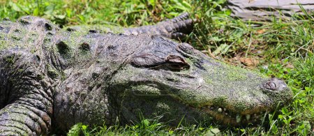 Téléchargez les photos : Alligator est un crocodilien du genre Alligator de la famille des Alligatoridae.. - en image libre de droit