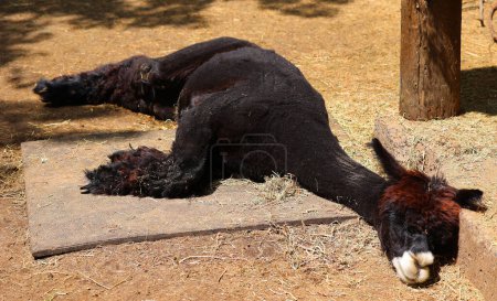 Photo for Closeup of a black llama in the zoo - Royalty Free Image