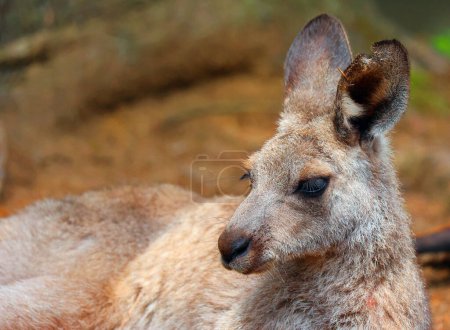 Photo for Close up of a young cute kangaroo - Royalty Free Image