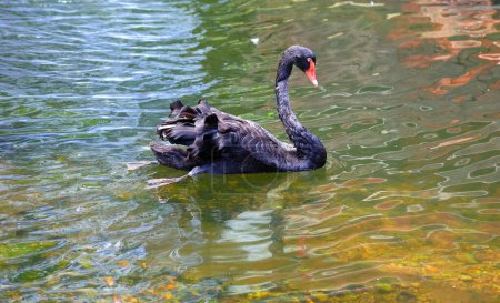 Téléchargez les photos : Beau cygne noir sur le lac - en image libre de droit
