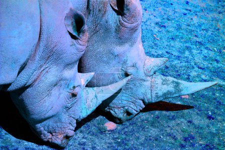 Foto de Signo de rinoceronte ilustración pop-art icono de fondo con manchas de color - Imagen libre de derechos