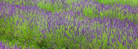 Photo for Lavender field in countryside at daytime - Royalty Free Image