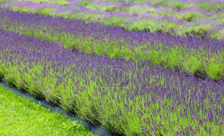 Photo for Lavender field in countryside at daytime - Royalty Free Image