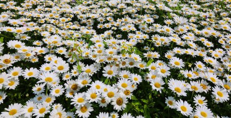 Téléchargez les photos : Champ de marguerites blanches, belles fleurs dans le jardin - en image libre de droit