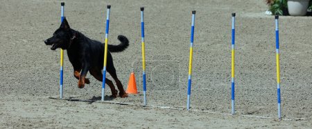 Foto de El perro se está entrenando en la agilidad - Imagen libre de derechos