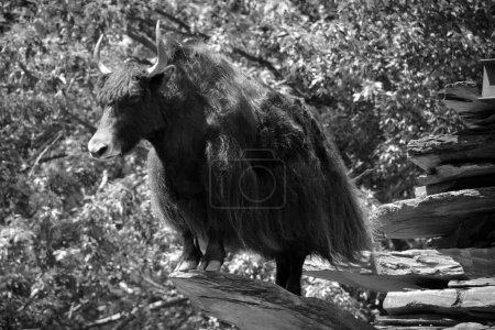 Téléchargez les photos : Le yak est un boeuf aux cheveux longs que l'on trouve dans toute la région himalayenne du sud de l'Asie centrale, le Plateau tibétain. - en image libre de droit