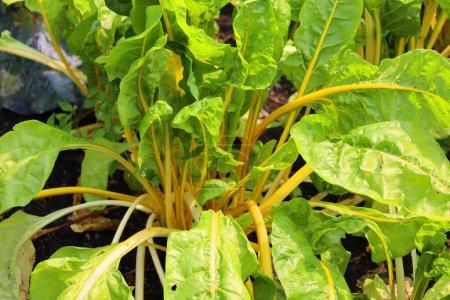 Téléchargez les photos : Feuilles vertes de légumes dans le jardin - en image libre de droit