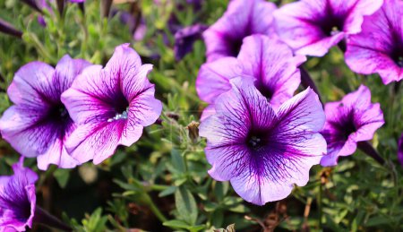 Téléchargez les photos : Petunia est un genre de 20 espèces de plantes à fleurs d'origine sud-américaine - en image libre de droit
