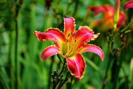 Foto de Hermoso lirio de flores en el jardín en el verano - Imagen libre de derechos