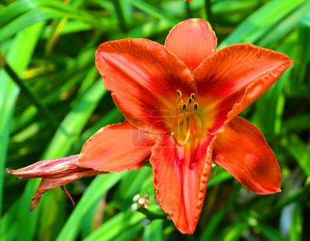 Foto de Flor de lirio tigre naranja en el jardín - Imagen libre de derechos