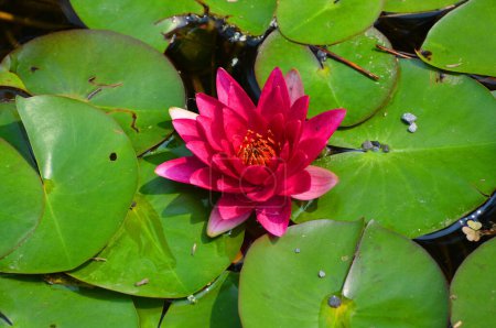 Téléchargez les photos : Belle fleur de lotus sur l'étang - en image libre de droit