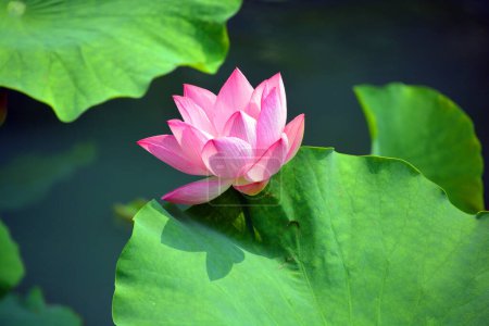 Téléchargez les photos : Lotus fleur Nelumbo nucifera, connu sous un certain nombre de noms, y compris Lotus indien, Lotus sacré - en image libre de droit