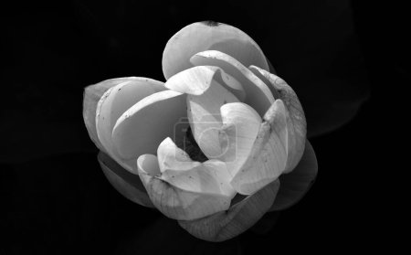 Téléchargez les photos : Fleur blanche sur fond noir - en image libre de droit