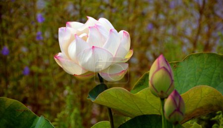 Téléchargez les photos : Belles fleurs de lotus dans le jardin - en image libre de droit