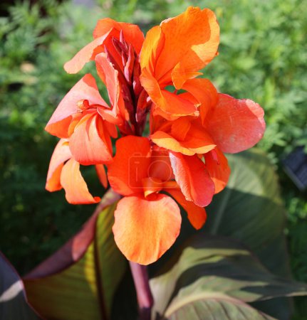 Photo for Canna flower or canna lily is the only genus of flowering plants in the family Cannaceae - Royalty Free Image