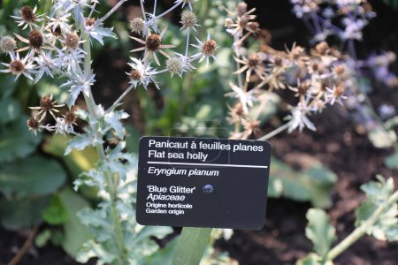 Téléchargez les photos : Eryngium est un genre de plantes de la famille des Apiaceae. Il y a environ 250 espèces. Le genre a une distribution cosmopolite, avec le centre de la diversité en Amérique du Sud - en image libre de droit