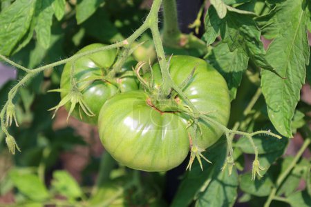 Téléchargez les photos : Tomates vertes dans le jardin. - en image libre de droit