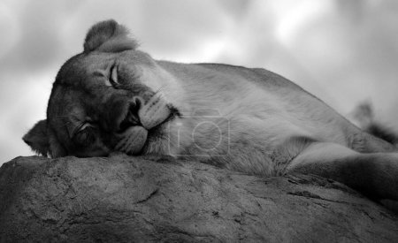 Téléchargez les photos : Lionne couchée sur un rocher, image noir et blanc - en image libre de droit