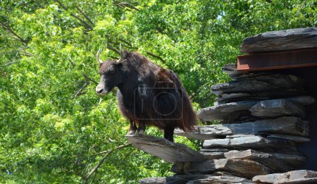 Téléchargez les photos : Le yak est un boeuf aux cheveux longs que l'on trouve dans toute la région himalayenne du sud de l'Asie centrale, le Plateau tibétain. - en image libre de droit
