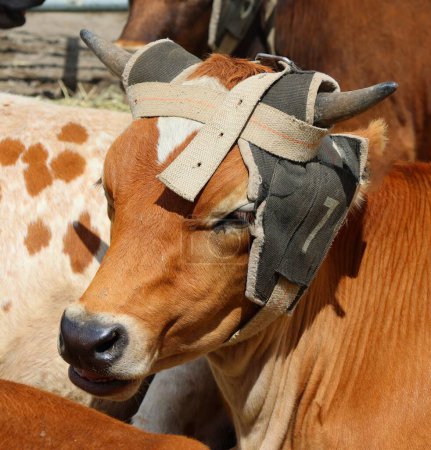 Foto de SAINT HYACINTHE, QUEBEC, CANADÁ - 08 03 2023: Ferias agrícolas Expo Saint-Hyacinthe. Vacas en competencia ganadera - Imagen libre de derechos