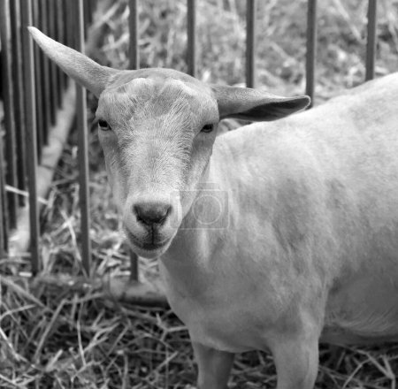 Foto de La cabra doméstica (Capra aegagrus hircus) es una subespecie de cabra domesticada de la cabra silvestre del suroeste de Asia y Europa del Este.. - Imagen libre de derechos
