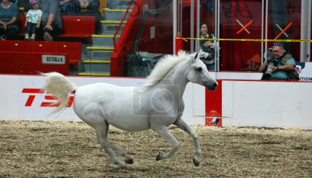 Foto de SAINT HYACINTHE QUEBEC CANADA 08 03 2023: Ferias agrícolas Expo Saint-Hyacinthe. Horse Dressage un término francés para "entrenamiento") es una forma de montar a caballo realizada en la exposición - Imagen libre de derechos