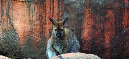 Photo for A wallaby is a small or middle-sized macropod native to Australia and New Guinea - Royalty Free Image