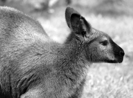 Photo for A wallaby is a small or middle-sized macropod native to Australia and New Guinea - Royalty Free Image