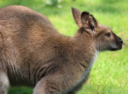 Foto de Un wallaby es un macrópodo pequeño o mediano nativo de Australia y Nueva Guinea. - Imagen libre de derechos