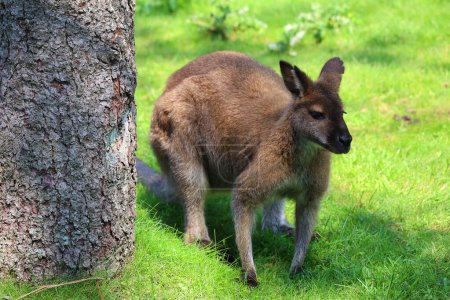 Foto de Un wallaby es un macrópodo pequeño o mediano nativo de Australia y Nueva Guinea. - Imagen libre de derechos