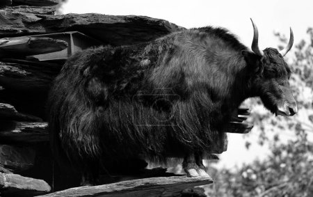 Foto de El yak es un bovino de pelo largo que se encuentra en toda la región del Himalaya del sur de Asia Central, la meseta tibetana y tan al norte como Mongolia y Rusia.. - Imagen libre de derechos