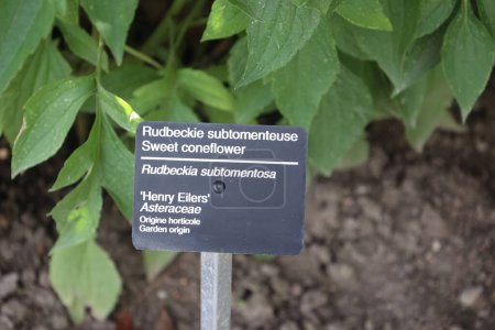 Foto de Three-leaved coneflower es una especie de planta fanerógama perteneciente a la familia de las asteráceas.. - Imagen libre de derechos