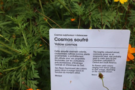 Foto de Cosmos sulphureus es una especie de planta fanerógama perteneciente a la familia Asteraceae. Es originaria de México, Centroamérica y el norte de Sudamérica. - Imagen libre de derechos