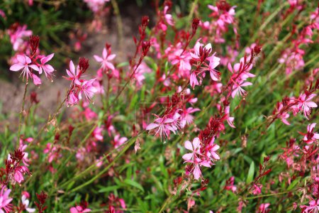 Oenothera lindheimeri, commonly known as Lindheimer's beeblossom, white gaura, pink gaura, Lindheimer's clockweed, and Indian feather, is a species of Oenothera.
