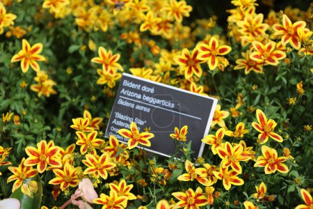 Foto de Bidens aurea es una especie de planta fanerógama perteneciente a la familia Asteraceae. Está muy extendido en gran parte de México y se encuentra también en Arizona y Guatemala. - Imagen libre de derechos