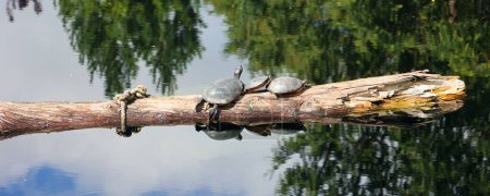 Téléchargez les photos : La tortue géographique (Graptemys geographica) est une tortue aquatique de la famille des Emydidae. Elle est endémique de l'Amérique du Nord. Cette tortue est gardée comme un animal de compagnie. - en image libre de droit