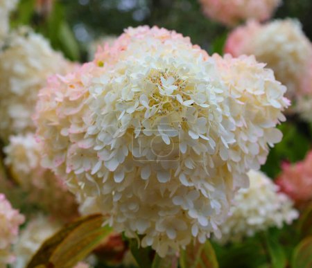 Foto de Hydrangea es un género de 7075 especies de plantas con flores nativas del sur y este de Asia (China, Japón, Corea, el Himalaya e Indonesia) y las Américas. - Imagen libre de derechos