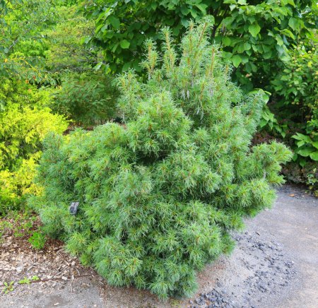 Foto de Pinus strobus, comúnmente denominado pino blanco del este, del norte o pino Weymouth (británico), y pino blando es un pino grande nativo del este de América del Norte - Imagen libre de derechos