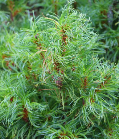Téléchargez les photos : Pinus strobus, communément appelé pin blanc de l'Est, pin blanc du Nord ou pin de Weymouth (Grande-Bretagne), et pin mou est un grand pin originaire de l'est de l'Amérique du Nord - en image libre de droit