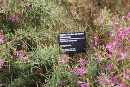 Téléchargez les photos : Epilobium willow herb est un genre de plantes de la famille des Onagraceae. Le genre a une distribution mondiale. - en image libre de droit