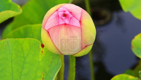 Photo for Lotus flower Nelumbo nucifera, known by a number of names including Indian Lotus, Sacred Lotus, Bean of India is a plant in the monogeneric family Nelumbonaceae. - Royalty Free Image