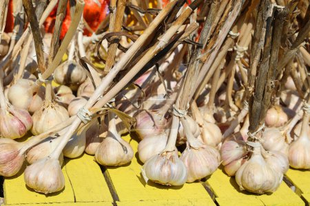 Foto de Garlic (Allium sativum) is a species of bulbous flowering plant in the genus Allium. at the Jean-Talon Market is a farmer's market in Montreal. Located in the Little Italy district - Imagen libre de derechos