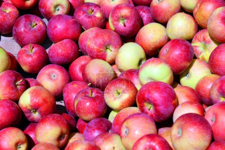 Photo for The apples on market is a deciduous tree in the rose family best known for its sweet, pomaceous fruit, the apple. It is cultivated worldwide as a fruit tree - Royalty Free Image