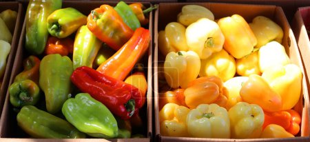 Photo for White bell peppers, botanically classified as Capsicum annuum, are a rare variety of edible fruits that can be grown both as an annual or perennial - Royalty Free Image