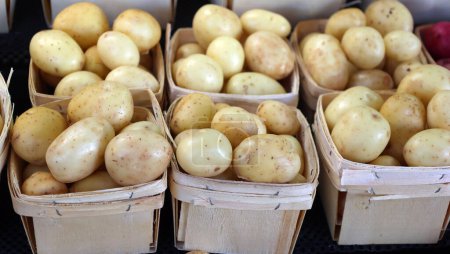 Téléchargez les photos : Les pommes de terre blanches au Marché Jean-Talon sont un marché fermier à Montréal. Situé dans le quartier de Little Italy, le marché est bordé par la rue Jean-Talon - en image libre de droit