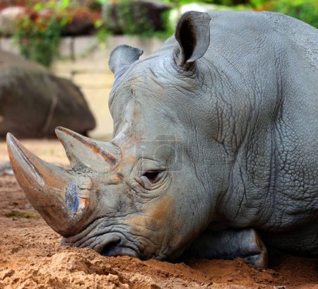Foto de El rinoceronte blanco o rinoceronte de labio cuadrado es la especie de rinoceronte más grande existente. Tiene una boca ancha utilizada para el pastoreo y es la más social de todas las especies de rinocerontes - Imagen libre de derechos