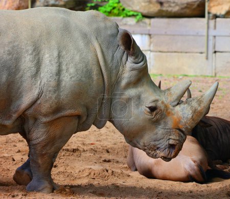 Téléchargez les photos : Le rhinocéros blanc ou rhinocéros à lèvres carrées est la plus grande espèce existante de rhinocéros. Il a une bouche large utilisée pour le pâturage et est le plus social de toutes les espèces de rhinocéros - en image libre de droit