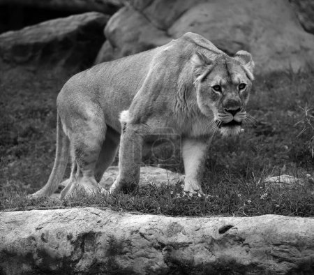 Téléchargez les photos : Le lion est l'un des quatre grands félins du genre Panthera, et un membre de la famille des Felidae. Avec certains mâles pesant plus de 250 kg (550 lb), c'est le deuxième chat vivant après le tigre. - en image libre de droit