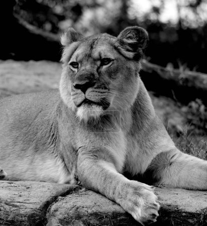 Photo for Lion is one of the four big cats in the genus Panthera, and a member of the family Felidae. With some males exceeding 250 kg (550 lb) in weight, it is the second-largest living cat after the tiger - Royalty Free Image